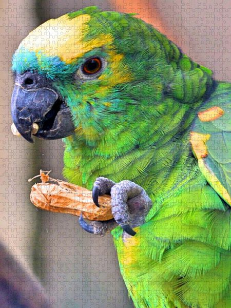 Produktbild: CALVENDO Puzzle Blaustirnamazone knabbert eine Erdnuss | 1000 Teile Lege-Gr&ouml;&szlig;e 64x48cm Foto-Puzzle f&uuml;r gl&uuml;ckliche Stunden
