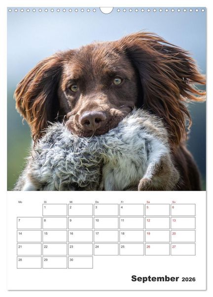 Produktbild: Geboren um zu Jagen. Der kleine M&uuml;nsterl&auml;nder (Wandkalender 2026 DIN A3 hoch), CALVENDO Monatskalender