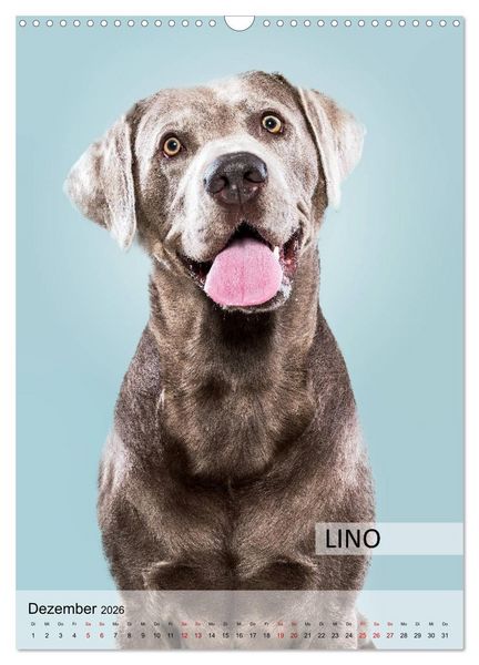 Produktbild: Hundekalender - Hunderassen im Portrait (Wandkalender 2026 DIN A3 hoch), CALVENDO Monatskalender