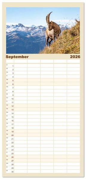 Produktbild: Familienplaner 2026 - Steinb&ouml;cke - Eindr&uuml;ckliche K&ouml;nige der Alpen mit 5 Spalten (Wandkalender, 21 x 45 cm) CALVENDO