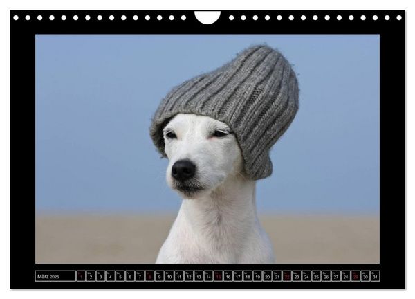 Produktbild: Parson Russell Terrier (Wandkalender 2026 DIN A4 quer), CALVENDO Monatskalender