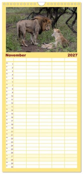 Produktbild: Familienplaner 2027 - L&ouml;wen in Botswana und S&uuml;dafrika mit 5 Spalten (Wandkalender, 21 x 45 cm) CALVENDO