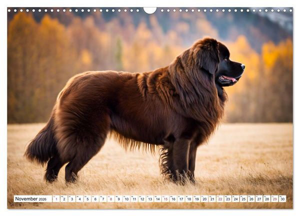 Produktbild: Neufundl&auml;nder - Liebenswerte B&auml;ren (Wandkalender 2026 DIN A3 quer), CALVENDO Monatskalender