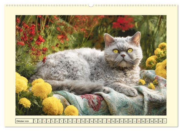 Produktbild: Selkirk Rex Katzen. Lockenzauber im Blumengarten (hochwertiger Premium Wandkalender 2026 DIN A2 quer), Kunstdruck in Hochglanz