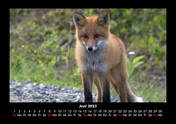 Produktbild: Waldbewohner 2025 Fotokalender DIN A3