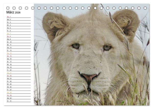 Produktbild: LION KING SELFIES L&ouml;wen hautnah (Tischkalender 2026 DIN A5 quer), CALVENDO Monatskalender