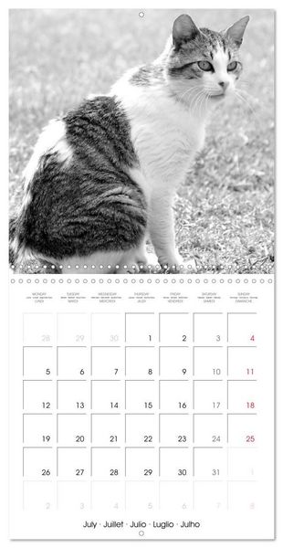 Produktbild: Black and white cat whispers (Wall Calendar 2027 12 &times; 12 Inch) CALVENDO 12 Month Wall Calendar