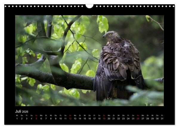 Produktbild: Wolf, Luchs und Co. - Tierbilder aus dem Bayerischen Wald (Wandkalender 2026 DIN A3 quer), CALVENDO Monatskalender