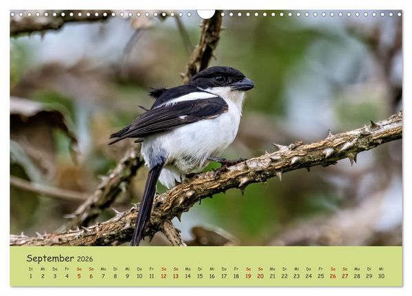 Produktbild: Gefiederte Sch&ouml;nheiten Ostafrikas (Wandkalender 2026 DIN A3 quer), CALVENDO Monatskalender
