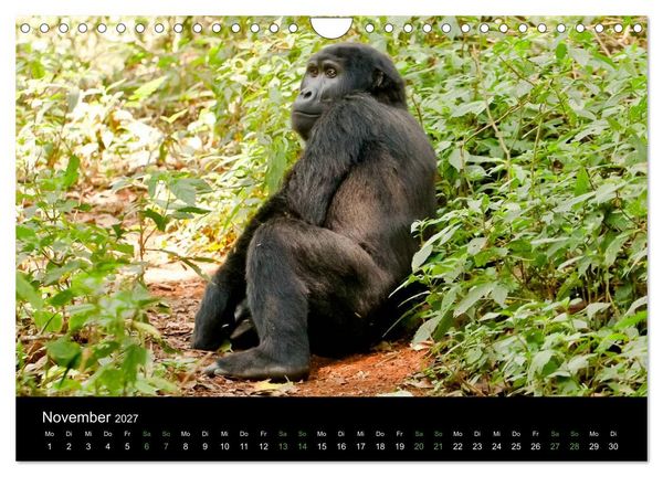Produktbild: Ugandas friedliche Berggorillas (Wandkalender 2027 DIN A4 quer), CALVENDO Monatskalender