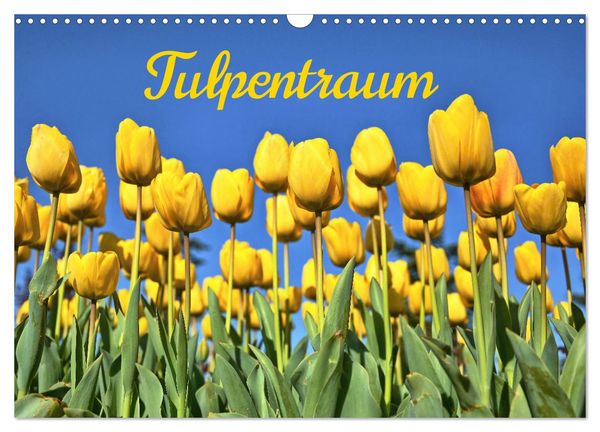 Tulpentraum (Wandkalender 2025 DIN A3 quer), CALVENDO Monatskalender