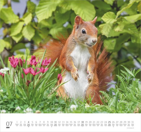 Produktbild: Geliebte Eichh&ouml;rnchen 2027