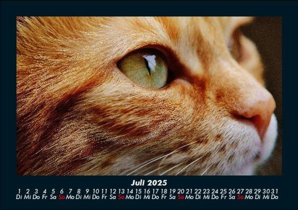 Produktbild: F&uuml;r Katzenfreunde 2025 Fotokalender DIN A5