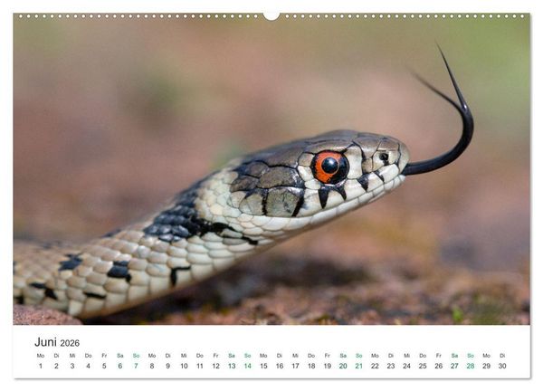 Produktbild: Schlangen - Portraits europ&auml;ischer Arten (hochwertiger Premium Wandkalender 2026 DIN A2 quer), Kunstdruck in Hochglanz