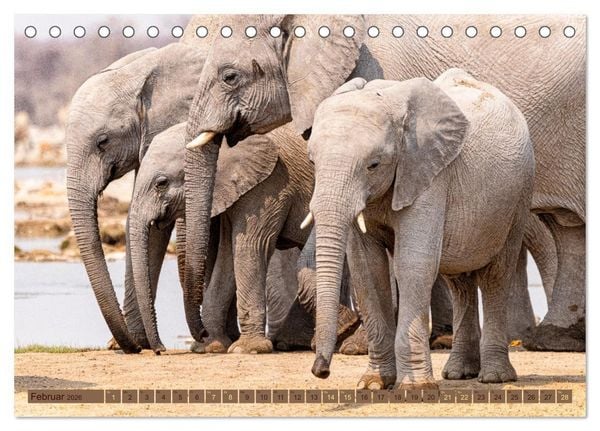 Produktbild: Wildlife Namibia - Etosha und Kalahari (Tischkalender 2026 DIN A5 quer), CALVENDO Monatskalender