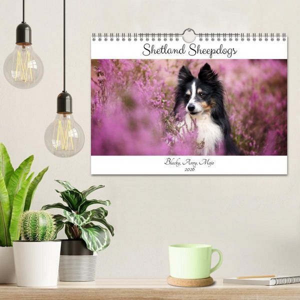Produktbild: Shetland Sheepdogs Blacky, Anry, Mojo 2026 (Wandkalender 2026 DIN A4 quer), CALVENDO Monatskalender