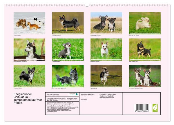 Produktbild: Enegieb&uuml;ndel Chihuahua - Temperament auf vier Pfoten (hochwertiger Premium Wandkalender 2026 DIN A2 quer), Kunstdruck in Hochglanz