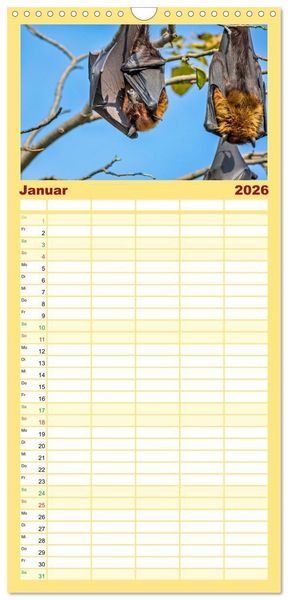 Produktbild: Familienplaner 2026 - Flughunde - Meister der Nacht mit 5 Spalten (Wandkalender, 21 x 45 cm) CALVENDO