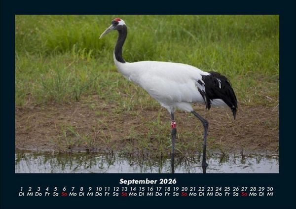 Produktbild: Welt der Tiere 2026 Fotokalender DIN A4