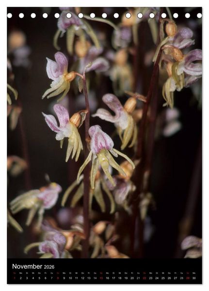 Produktbild: Wildwachsende Orchideen in Deutschland (Tischkalender 2026 DIN A5 hoch), CALVENDO Monatskalender
