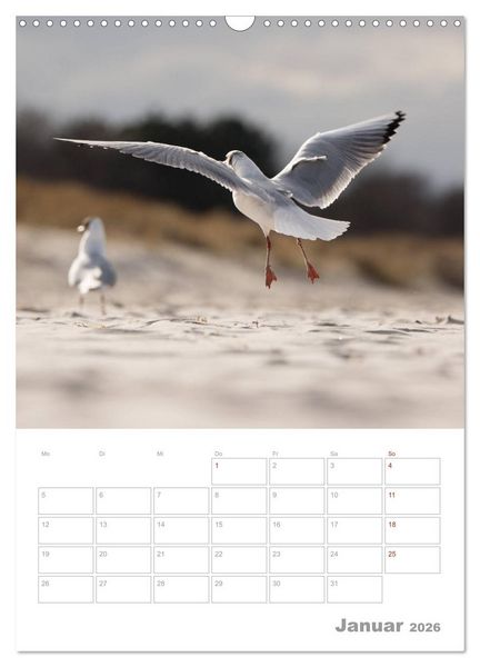 Produktbild: M&ouml;wen - die V&ouml;gel der K&uuml;ste (Wandkalender 2026 DIN A3 hoch), CALVENDO Monatskalender