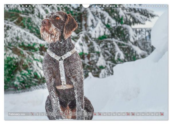 Produktbild: Pointer Power (Wall Calendar 2026 DIN A3 landscape), CALVENDO 12 Month Wall Calendar