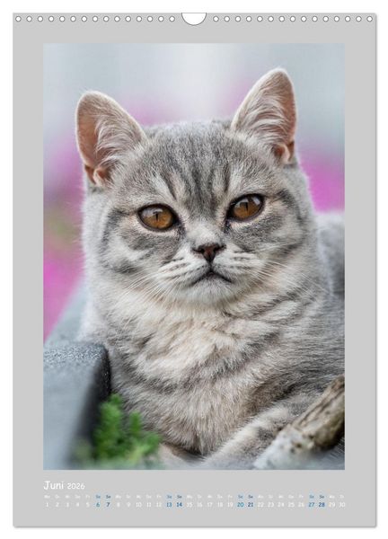 Produktbild: Maincoon & Co. - Rassekatzen mit Klasse (Wandkalender 2026 DIN A3 hoch), CALVENDO Monatskalender