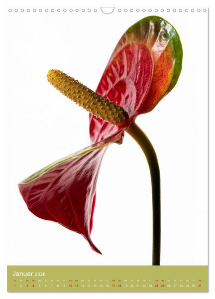 Produktbild: Nat&uuml;rlich Blumen. (Wandkalender 2026 DIN A3 hoch), CALVENDO Monatskalender