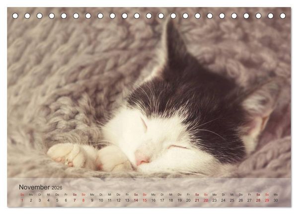 Produktbild: Katzen 2026 Bezaubernde Samtpfoten (Tischkalender 2026 DIN A5 quer), CALVENDO Monatskalender