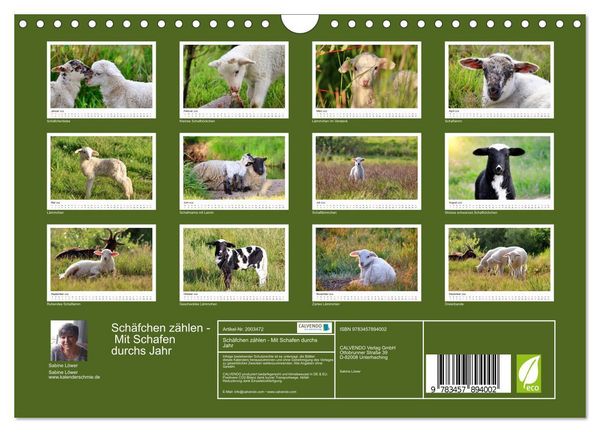 Produktbild: Sch&auml;fchen z&auml;hlen - Mit Schafen durchs Jahr (Wandkalender 2026 DIN A4 quer), CALVENDO Monatskalender