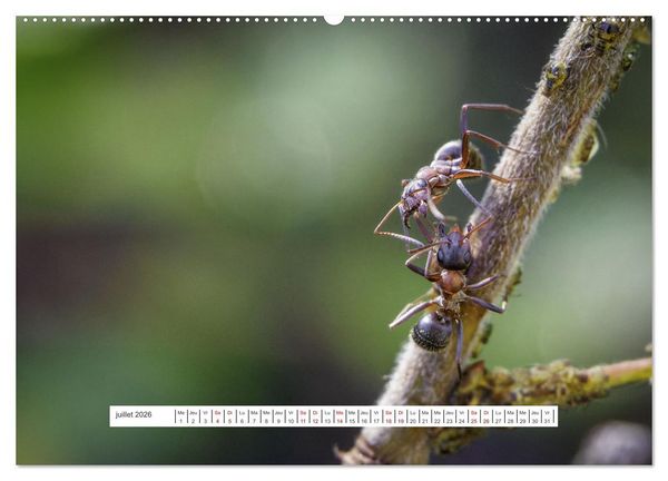 Produktbild: La vie de nos prairies - Le monde des fourmis (Calendrier mural 2026 DIN A2 vertical) calendrier de bureau
