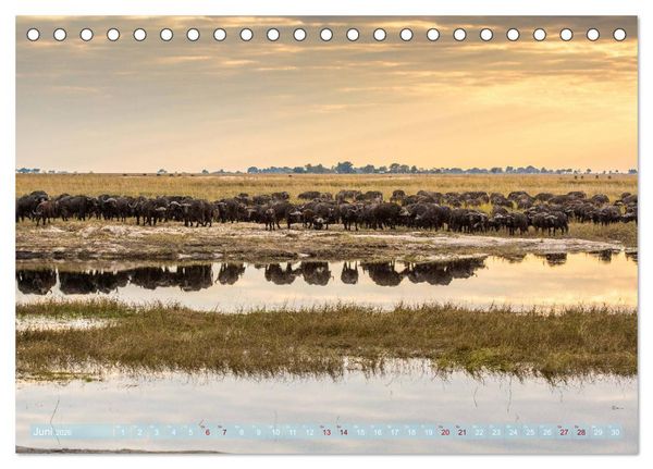 Produktbild: Chobe River - Eine spannende Flussfahrt in Botswana (Tischkalender 2026 DIN A5 quer), CALVENDO Monatskalender