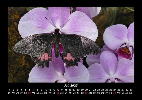 Produktbild: Blumentr&auml;ume 2025 Fotokalender DIN A3