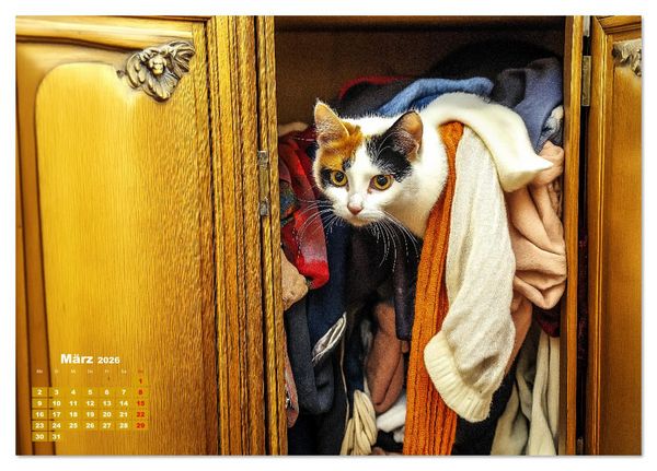 Produktbild: Momente eines Katzenbesitzers - Chaos der Samtpfoten (Tischkalender 2026 DIN A5 quer), CALVENDO Monatskalender