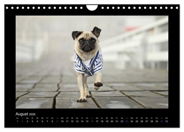 Produktbild: Der Feldfurchen-Mops (Wandkalender 2026 DIN A4 quer), CALVENDO Monatskalender