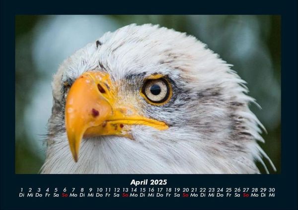 Produktbild: Adler 2025 Fotokalender DIN A4