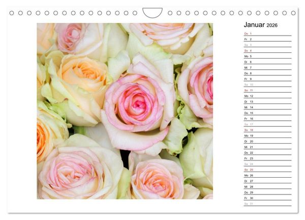 Produktbild: Die vielen Gesichter der Rosen (Wandkalender 2026 DIN A4 quer), CALVENDO Monatskalender