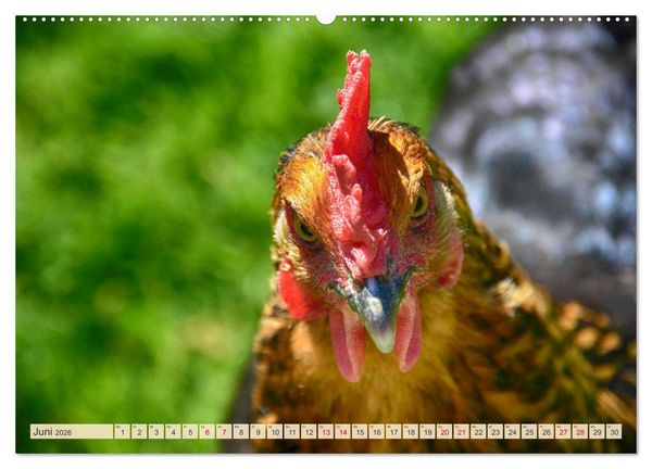 Produktbild: Charmante H&uuml;hner (Wandkalender 2026 DIN A2 quer), CALVENDO Monatskalender