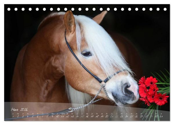 Produktbild: Haflinger-Pferde in Reinzucht (Tischkalender 2026 DIN A5 quer), CALVENDO Monatskalender