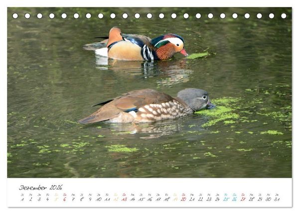 Produktbild: Mandarinenenten, die Liebe zur Natur (Tischkalender 2026 DIN A5 quer), CALVENDO Monatskalender