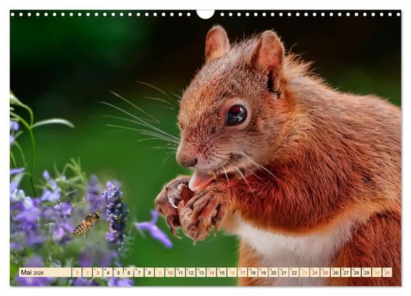 Produktbild: Eichh&ouml;rnchen - immer wieder s&uuml;&szlig; (Wandkalender 2026 DIN A3 quer), CALVENDO Monatskalender