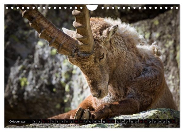 Produktbild: Nationalpark Gran Paradiso (Wandkalender 2026 DIN A4 quer), CALVENDO Monatskalender