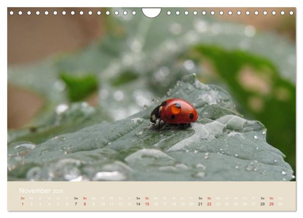Produktbild: Kleine Gl&uuml;cksk&auml;fer (Wandkalender 2026 DIN A4 quer), CALVENDO Monatskalender