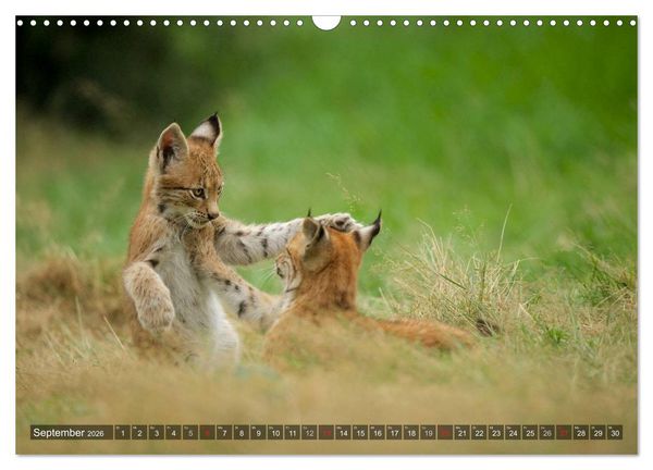 Produktbild: Der Luchs - Dem Pinselohr auf der Spur (Wandkalender 2026 DIN A3 quer), CALVENDO Monatskalender