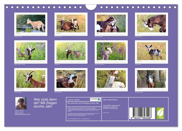 Produktbild: Wer zickt denn da? Mit Ziegen durchs Jahr (Wandkalender 2026 DIN A4 quer), CALVENDO Monatskalender