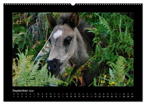 Produktbild: Garranos - Bedrohte Wildpferde Europas (hochwertiger Premium Wandkalender 2026 DIN A2 quer), Kunstdruck in Hochglanz