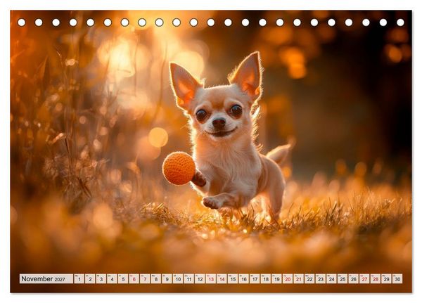 Produktbild: Niedliche Chihuahuas (Tischkalender 2027 DIN A5 quer), CALVENDO Monatskalender