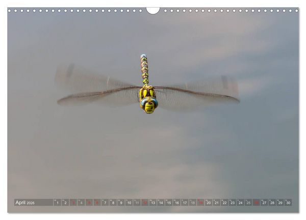 Produktbild: Libellen - Fliegende Edelsteine (Wandkalender 2026 DIN A3 quer), CALVENDO Monatskalender