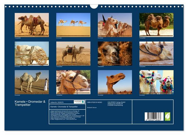 Produktbild: Kamele &bull; Dromedar & Trampeltier (Wandkalender 2026 DIN A3 quer), CALVENDO Monatskalender