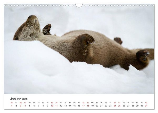 Produktbild: Otter - J&auml;ger an Fl&uuml;ssen und Seen (Wandkalender 2026 DIN A3 quer), CALVENDO Monatskalender